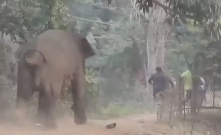Schools In Odisha’s Khaira Block Closed As Tusker Wreaks Havoc, Tramples Man To Death