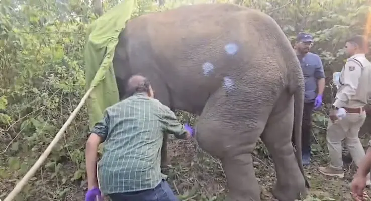 Limping Tusker Rescued & Treated In Chandaka On Bhubaneswar Outskirts