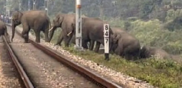 Elephant Movement Between Jharkhand & Odisha Prompt Cancellation Of Passenger Trains