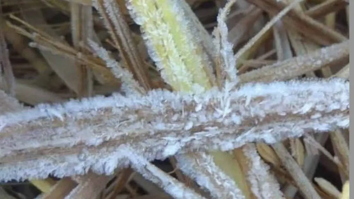 Cold Wave Warning Continues In Odisha; Khurda & 8 Other Dists To Feel The Chill Today