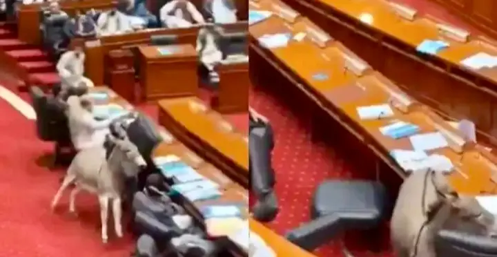 Video Of Donkey Running Around Inside Pakistani Parliament Goes Viral; Netizens Amused Even As Authenticity Is Questioned