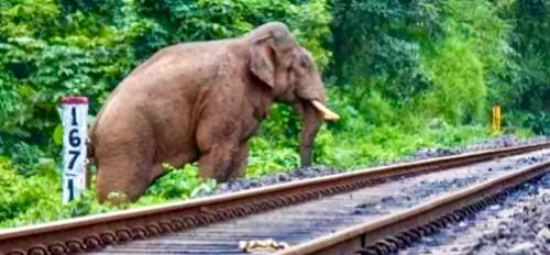 Rajdhani Details After Mowing Down Several Elephants In Assam; Passengers Safe
