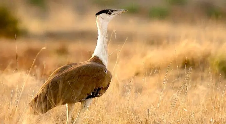 Protection Of Great Indian Bustard ‘Non-Negotiable’, SC After Designating Land For Conservation Of Critically Endangered Species