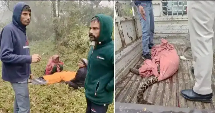 Leopard Havoc In Himachal Villages; One Killed, Five Injured Before Animal Is Shot Dead