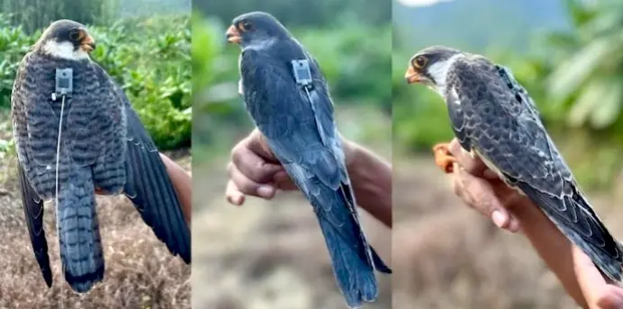 Three Amur Falcons, Tagged In India, Make Remarkable Flights To Africa