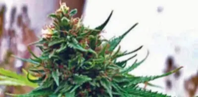 Woman Software Engineer Among Eight Arrested For Smuggling Ganja From Odisha To Sri Lanka