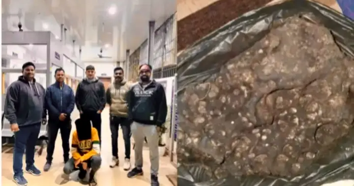 What Is Ambergris And Why You May Be Arrested For Possessing This Whale Poop? Know More