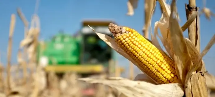 Was Pig Manure Used To Grow Corn Being Supplied By US To Muslim-Majority Bangladesh? Know More