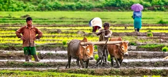 India Becomes World’s Top Producer Of Rice; Know How Odisha’s ‘Jaya’ Was Key To This Success