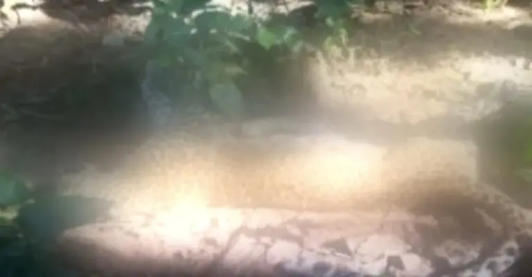 2nd Leopard Death In 3 Days In Odisha, Poisoning Suspected