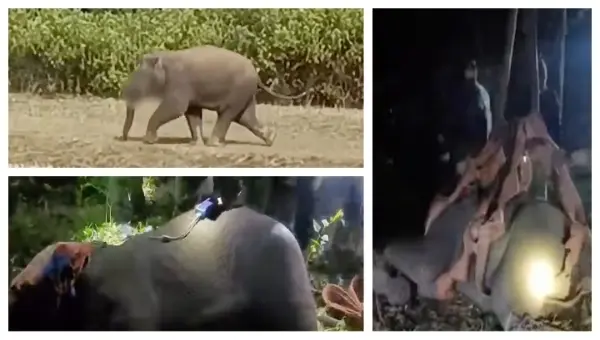 Elephant Battles For Life After Explosive Bait Severely Damages Tongue In Odisha’s Mayurbhanj