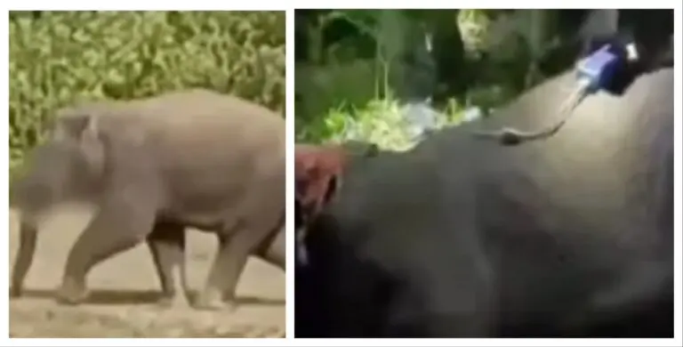 Elephant With Severely Damaged Tongue Due To Explosive-Laced Food Dies In Odisha’s Mayurbhanj