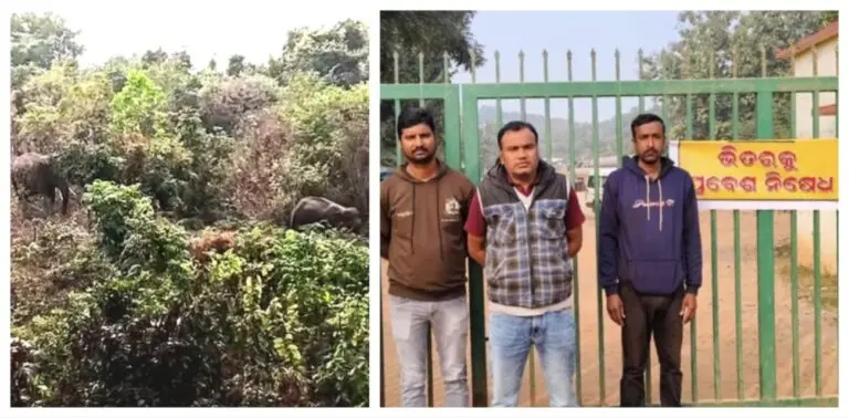 Shikharchandi Temple, Picnic Site In Bhubaneswar Shut For Public As Elephants Roam Hills