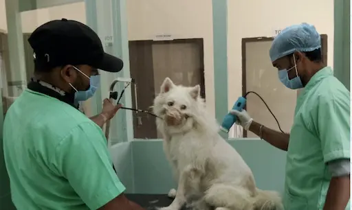 Dedicated Spa & Grooming Centre For Pets Opens At SOA In Bhubaneswar