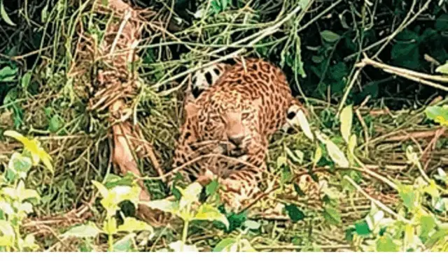 Leopard Dies After Getting Caught In Snare Inside Odisha Forest