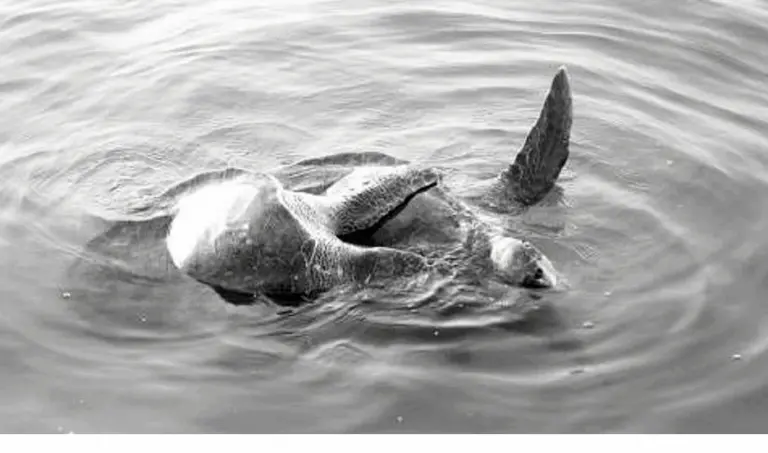 Mating Of Olive Ridley Turtles Begins In Odisha Amid Enhanced Security