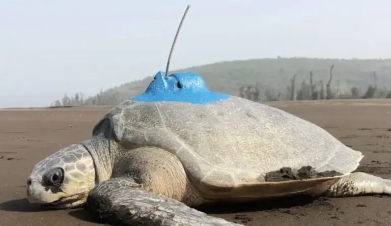 Odisha Tags Six More Olive Ridley Turtles With Satellites At Gahirmatha Sanctuary