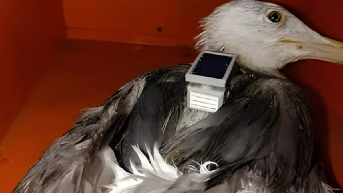 Research Project Or Spying Act? Seagull Fitted With Chinese Device Found Near Indian Naval Base