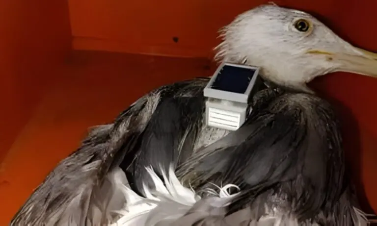 Research Project Or Spying Act? Seagull Fitted With Chinese Device Found Near Indian Naval Base