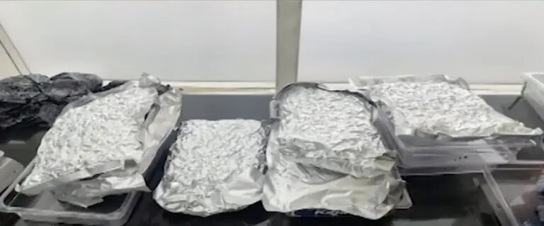 High Grade Marijuana Worth Rs 8 Cr Seized At Bhubaneswar Airport; 2nd Consignment In 4 Days