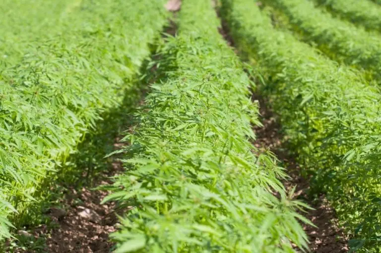 Hemp Cultivation Worth Rs 40 Lakh Destroyed During Crackdown In Odisha’s Kandhamal