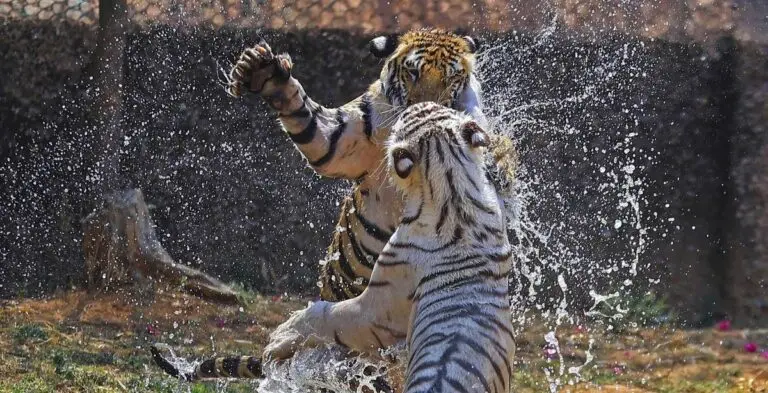 Tiger Toll In India Was 166 In 2025; Second Highest In Last Five Years