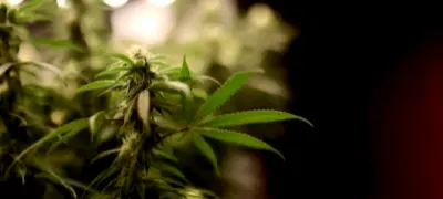 Teenager Nabbed In Hyderabad With Ganja From Odisha; Was Courier For Mumbai Syndicate