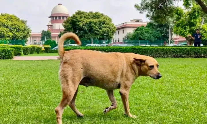 Can’t Predict Animal Behaviour, Hence ‘Prevention Is Better Than Cure’: SC On Stray Dogs