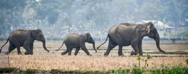 Nine Killed In Elephant Attacks Over Two Days Close To Jharkhand-Odisha Border; 17 Deaths In A Week