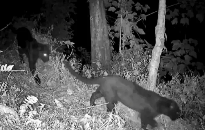 In Rare Sighting, Pair Of Melanistic Leopards Spotted In North Bengal Forest