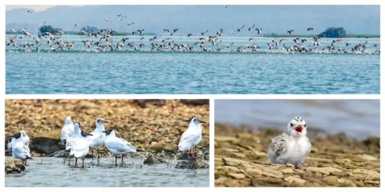 Annual Bird Census Underway In Odisha’s Hirakud, Final Estimation On Jan 18