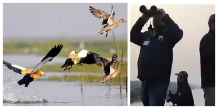 Annual Bird Census Begins In Odisha’s Chilika & Hirakud