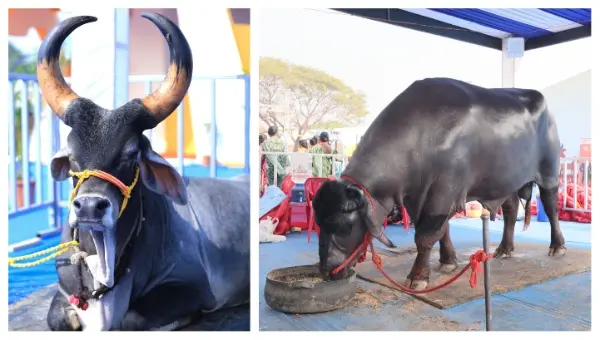 Rs 4 Crore Murrah Bull & Royal Kankrej Steal Spotlight At Odisha’s Matsya-Pranee Samavesh