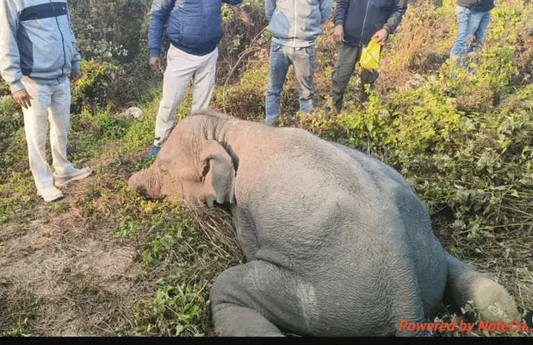 Elephant Critical After Chewing Explosive In Odisha’s Angul