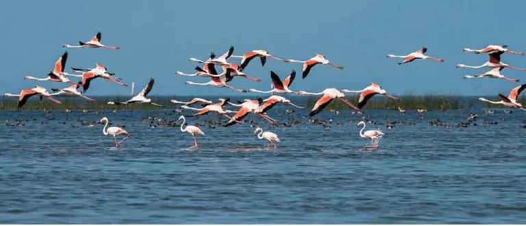 Odisha’s Chilika Welcomes 11.32 Lakh Birds Of 196 Species This Winter