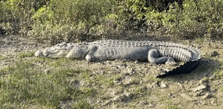 Marginal Increase In Crocodile Population In Odisha’s Bhitarkanika
