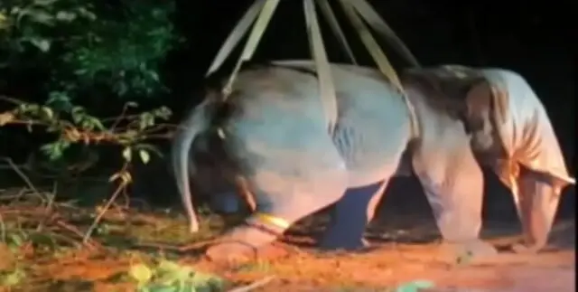 Elephant Tranquilised & Radio-Collared In Bharatpur Forest On Bhubaneswar Outskirts