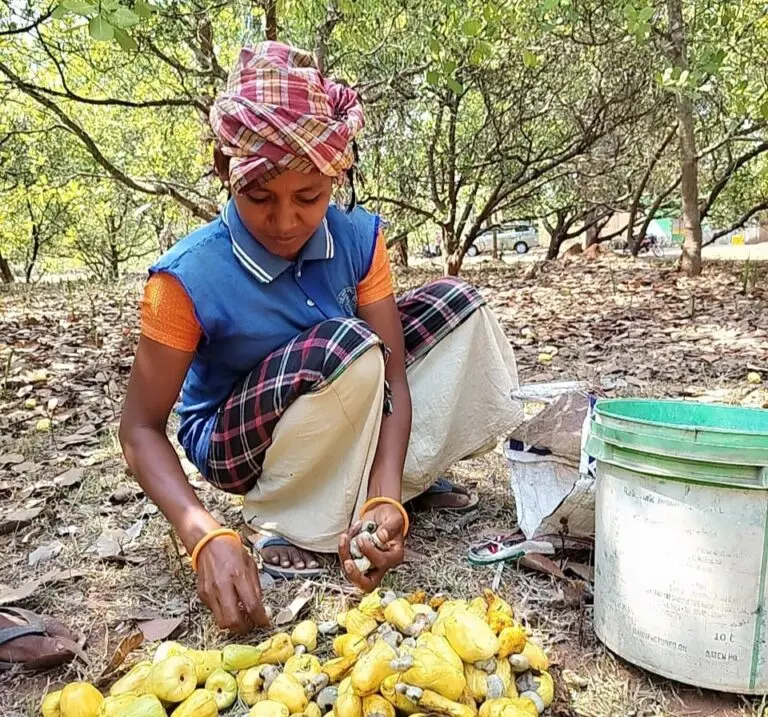 Odisha To Benefit As Budget Focuses On Greater Support To Coconut And Cashew Nut Growers