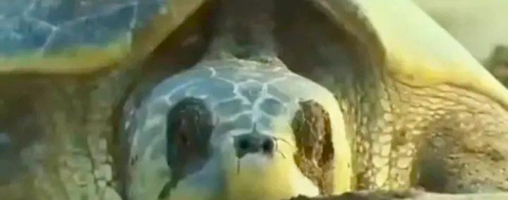 Olive Ridleys Will Always Remain Very Close To Our Hearts; Know What A Protector Says