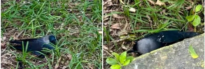 Avian Flu Outbreak In Chennai; How Concerned Should We Be?