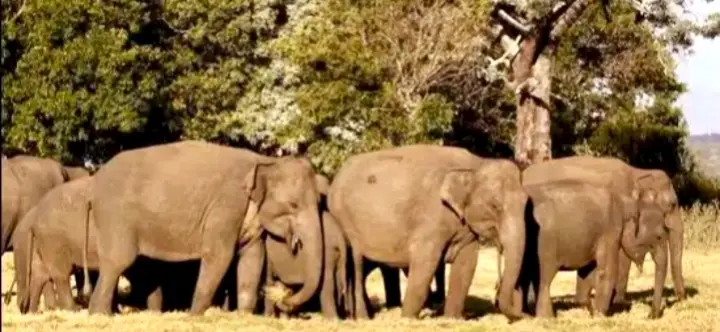 Six Persons, Including Four Members Of Same Family, Trampled To Death By Elephants In Jharkhand