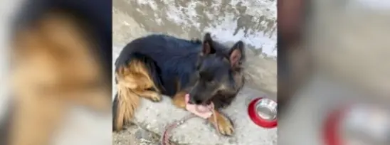 Army Dog Tyson Emerges Hero In Kishtwar Encounter That Eliminated Three Jaish Terrorists