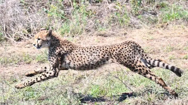 Third Batch Of Nine Cheetahs Reach Kuno From Botswana