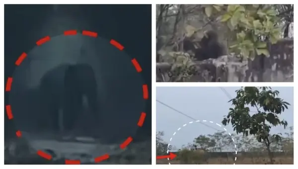 Panic On NIT Rourkela Campus As Two Elephants Break In From Nearby Hills