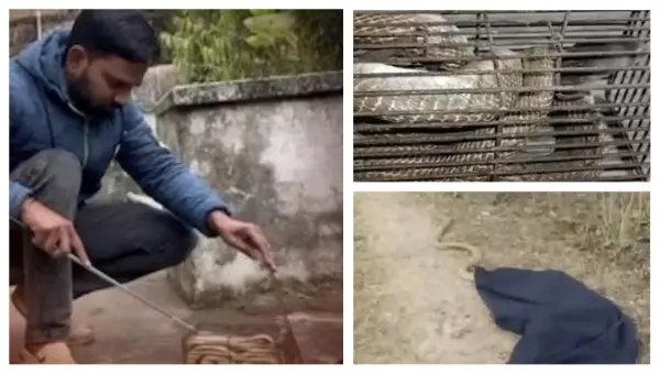 Morning Shock In Bhubaneswar’s Sailashree Vihar: 5-Foot Cobra Found Coiled In Rat Trap