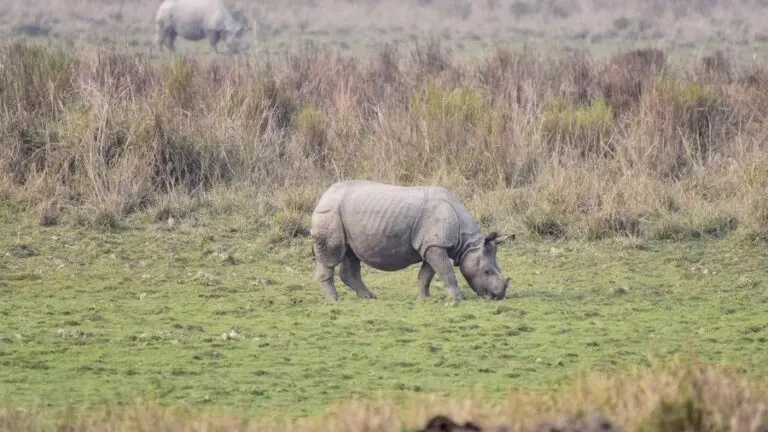 Rhino attack in Kaziranga