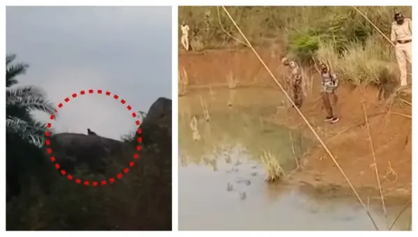 Fear Sweeps Odisha Village As Video Of Leopard Perched On Hill Goes Viral