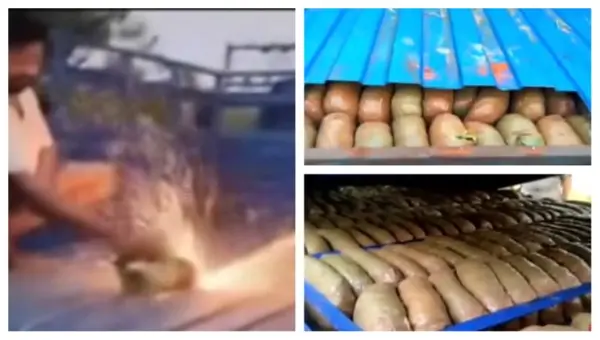 Pushpa-Style! 187 Ganja Packets Found In Hidden Compartment Of Pick-Up Van In Odisha