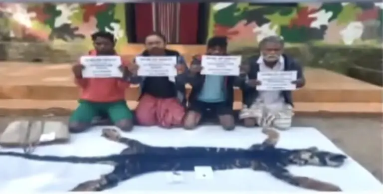 9 Nabbed After Seizure Of Rare Melanistic Tiger Hide In Odisha’s Similipal
