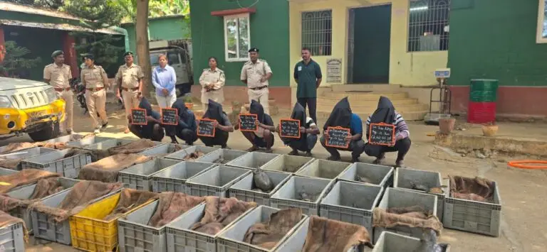 631 Flap-Shell Turtles Rescued, 7 Arrested In Odisha-Andhra Smuggling Racket